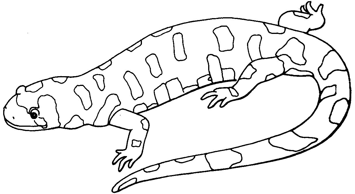 Раскраска: саламандра (Животные) #19902 - Бесплатные раскраски для печати