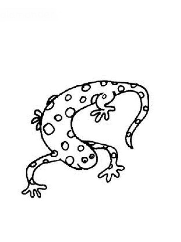 Раскраска: саламандра (Животные) #19905 - Бесплатные раскраски для печати