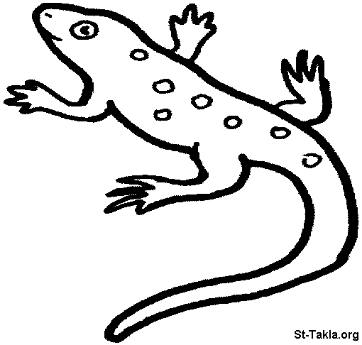 Раскраска: саламандра (Животные) #19911 - Бесплатные раскраски для печати