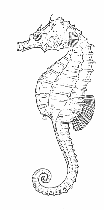 Раскраска: морской конек (Животные) #18672 - Бесплатные раскраски для печати
