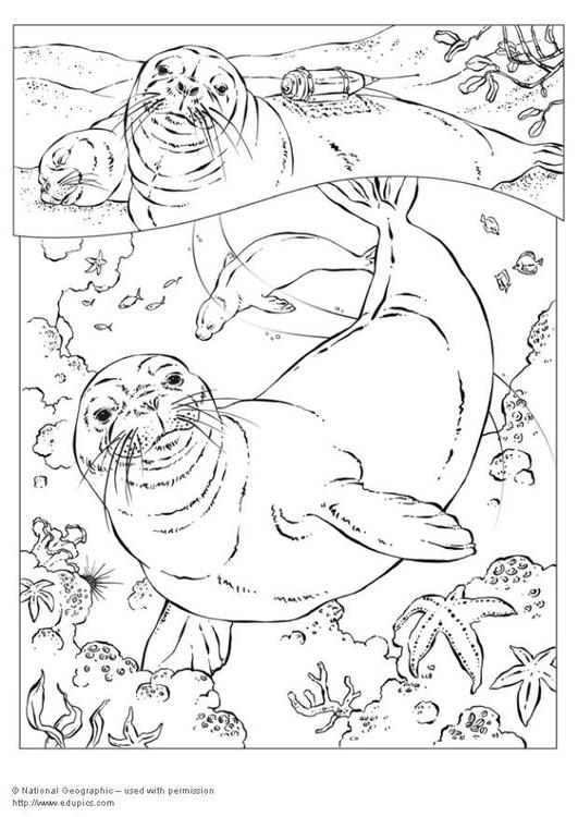 Раскраска: печать (Животные) #16291 - Бесплатные раскраски для печати
