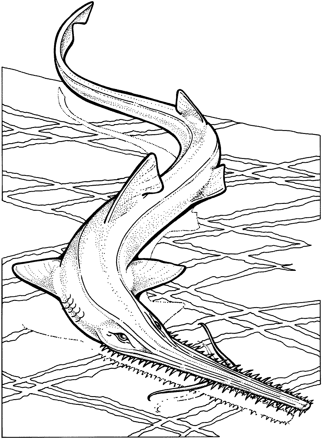 Раскраска: акула (Животные) #14819 - Бесплатные раскраски для печати