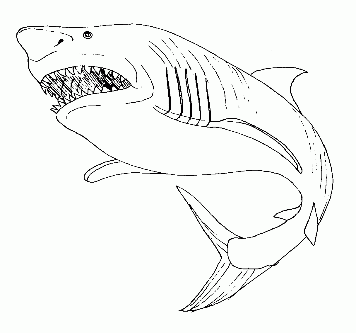 Раскраска: акула (Животные) #14843 - Бесплатные раскраски для печати