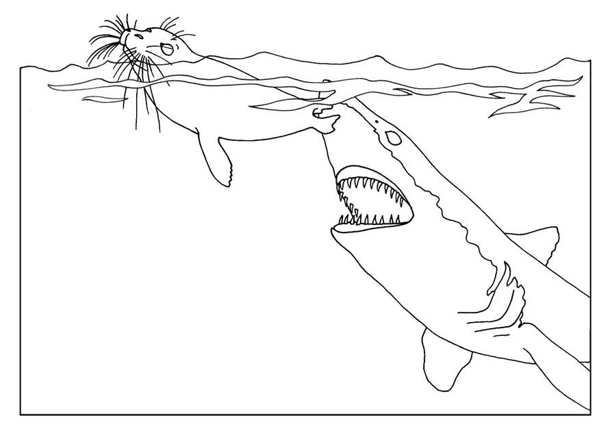Раскраска: акула (Животные) #14951 - Бесплатные раскраски для печати