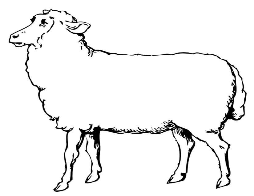 Раскраска: овца (Животные) #11452 - Бесплатные раскраски для печати