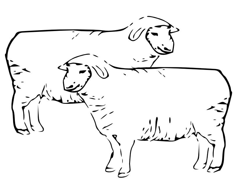 Раскраска: овца (Животные) #11476 - Бесплатные раскраски для печати
