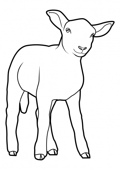 Раскраска: овца (Животные) #11502 - Бесплатные раскраски для печати