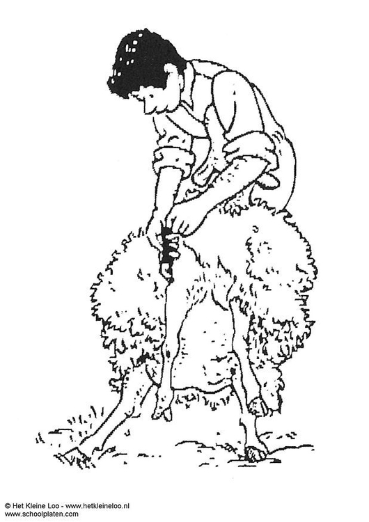 Раскраска: овца (Животные) #11511 - Бесплатные раскраски для печати