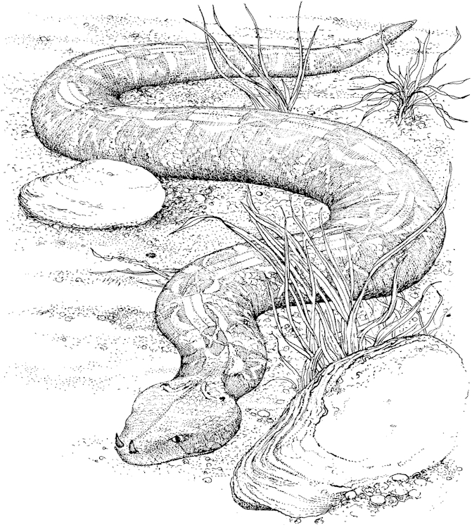 Раскраска: змея (Животные) #14355 - Бесплатные раскраски для печати