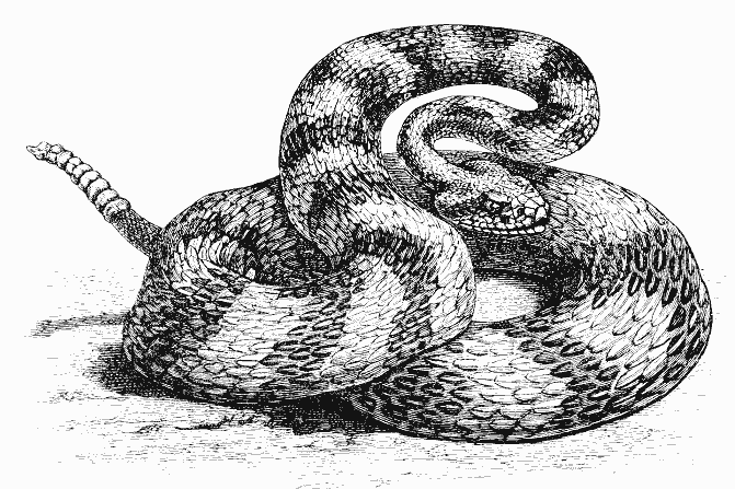 Раскраска: змея (Животные) #14454 - Бесплатные раскраски для печати