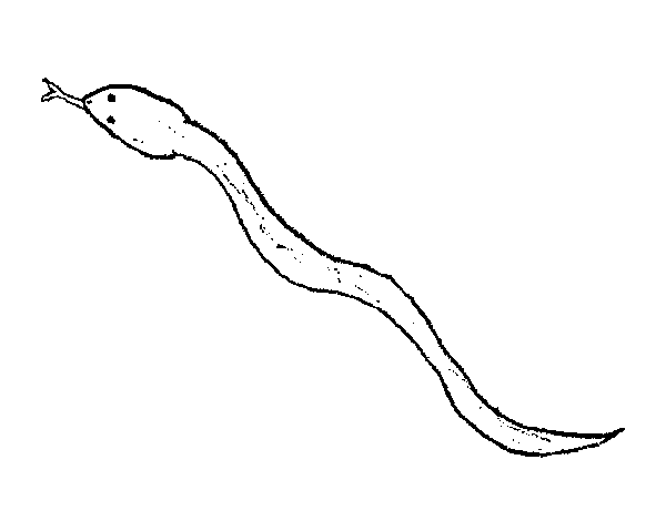 Раскраска: змея (Животные) #14522 - Бесплатные раскраски для печати