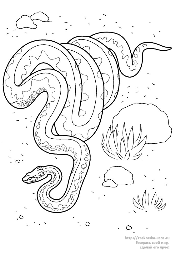 Раскраска: змея (Животные) #14529 - Бесплатные раскраски для печати