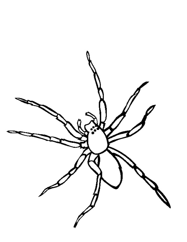 Раскраска: паук (Животные) #576 - Бесплатные раскраски для печати