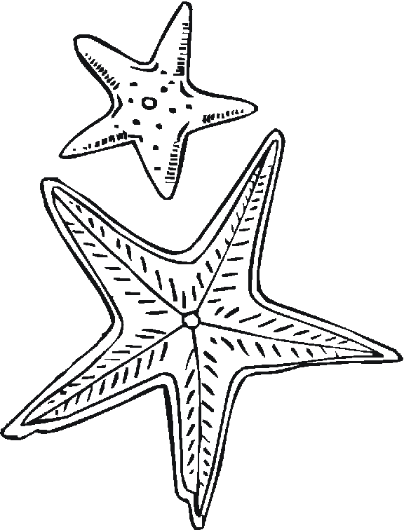Раскраска: морская звезда (Животные) #6708 - Бесплатные раскраски для печати