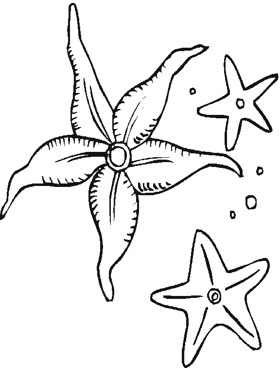 Раскраска: морская звезда (Животные) #6709 - Бесплатные раскраски для печати