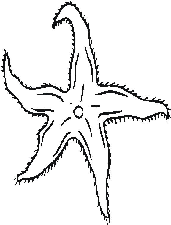 Раскраска: морская звезда (Животные) #6716 - Бесплатные раскраски для печати