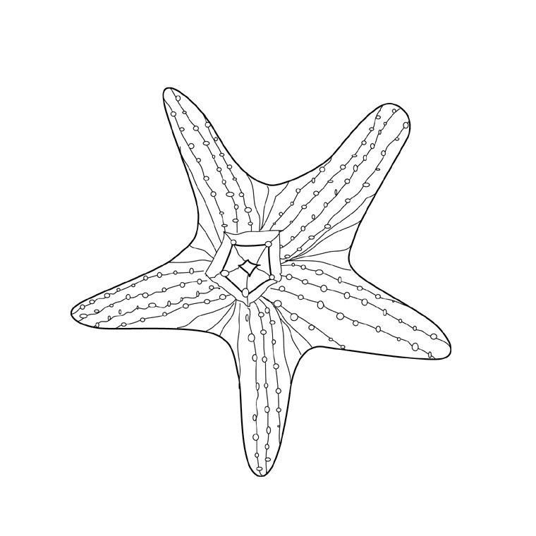 Раскраска: морская звезда (Животные) #6771 - Бесплатные раскраски для печати