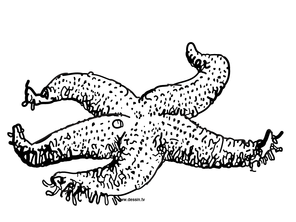 Раскраска: морская звезда (Животные) #6787 - Бесплатные раскраски для печати