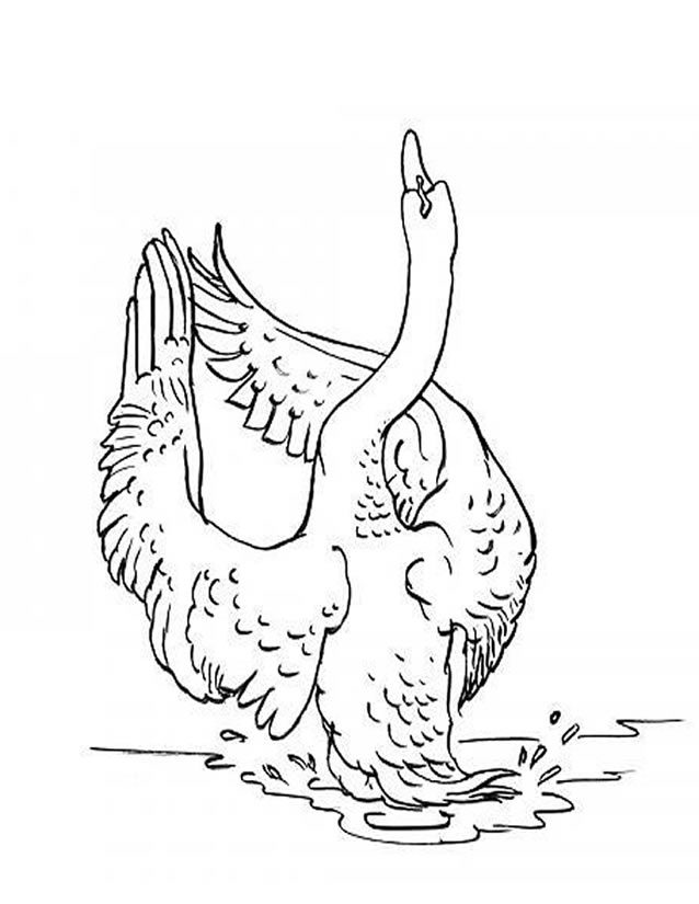 Раскраска: лебедь (Животные) #5015 - Бесплатные раскраски для печати