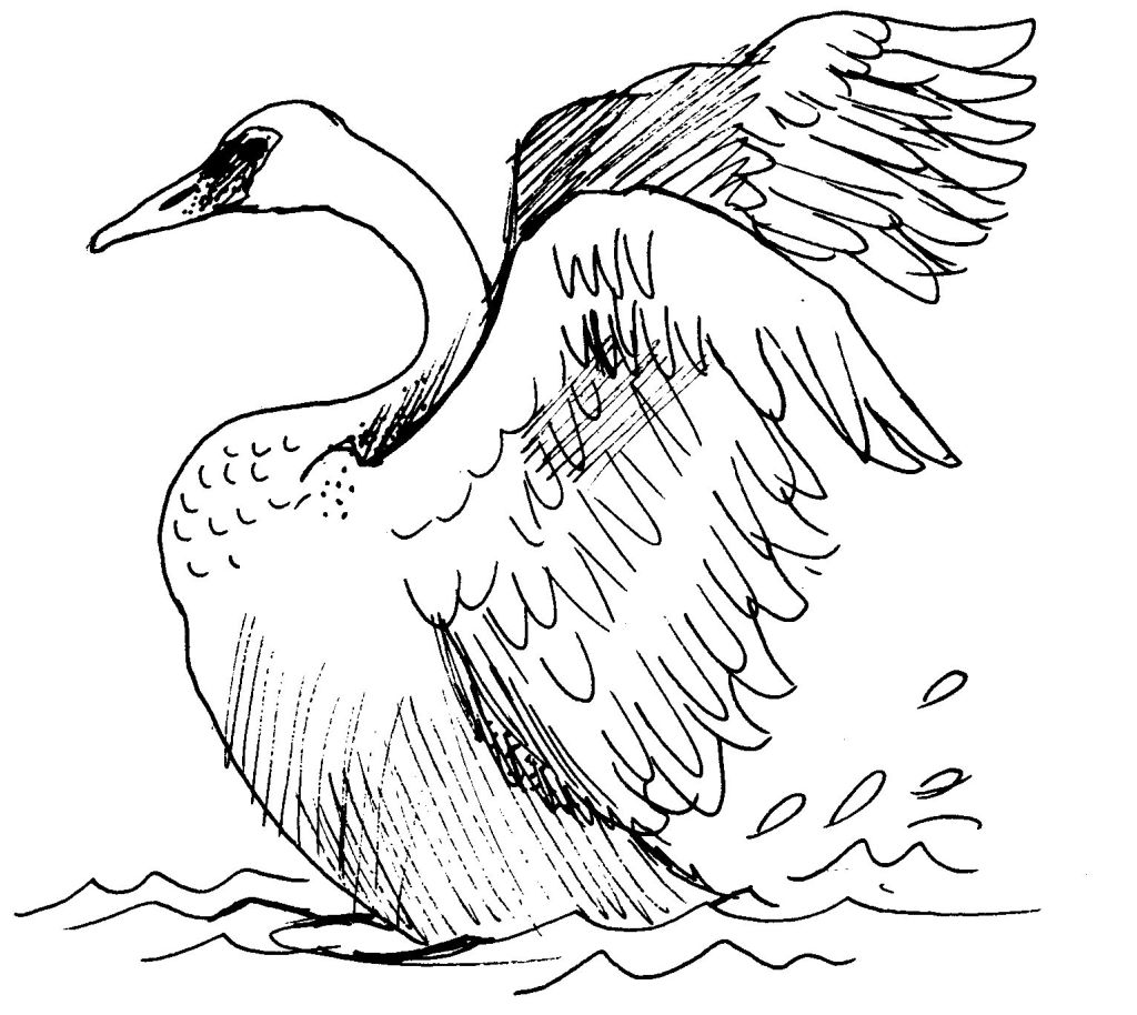Раскраска: лебедь (Животные) #5083 - Бесплатные раскраски для печати