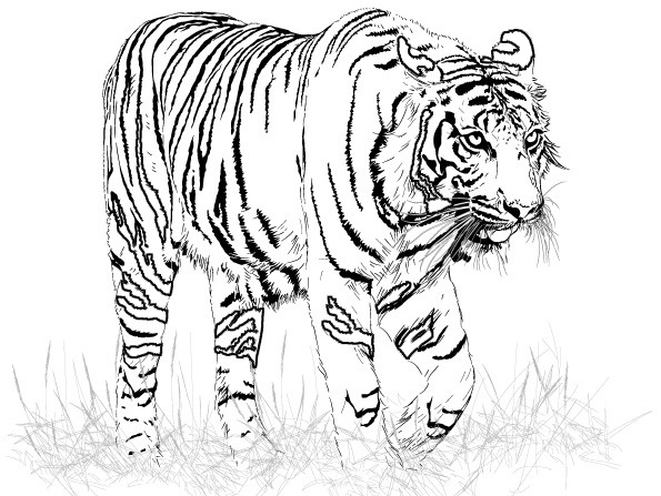 Раскраска: Tigris (Животные) #13599 - Бесплатные раскраски для печати