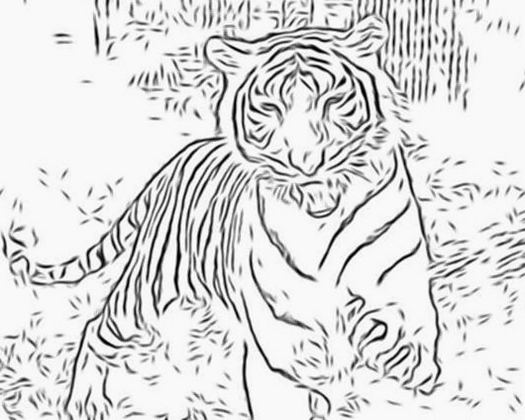 Раскраска: Tigris (Животные) #13606 - Бесплатные раскраски для печати
