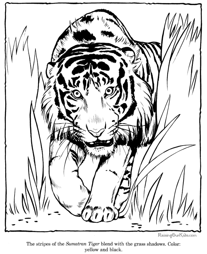 Раскраска: Tigris (Животные) #13664 - Бесплатные раскраски для печати