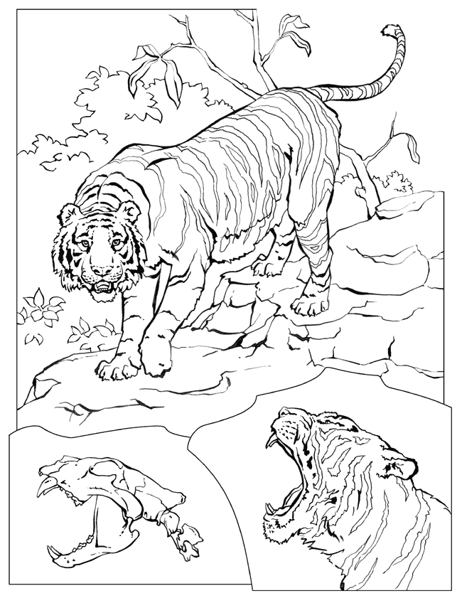 Раскраска: Tigris (Животные) #13683 - Бесплатные раскраски для печати