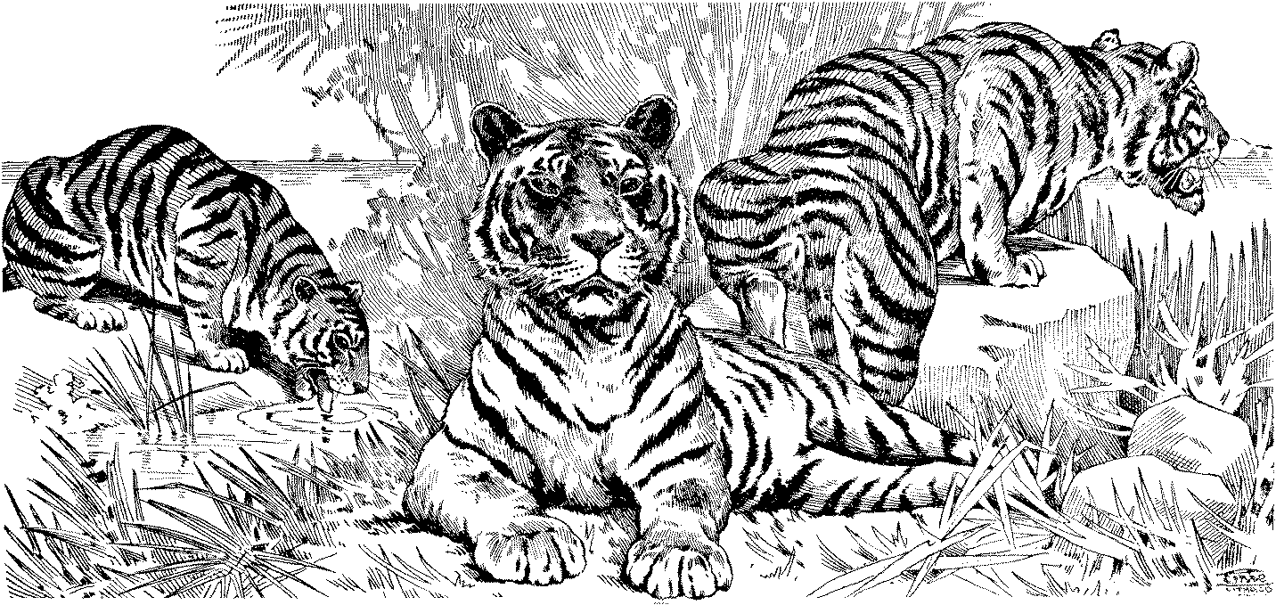 Раскраска: Tigris (Животные) #13691 - Бесплатные раскраски для печати