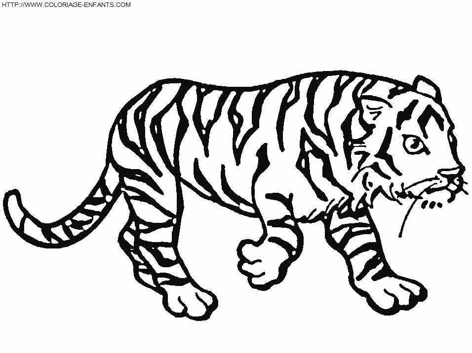 Раскраска: Tigris (Животные) #13781 - Бесплатные раскраски для печати