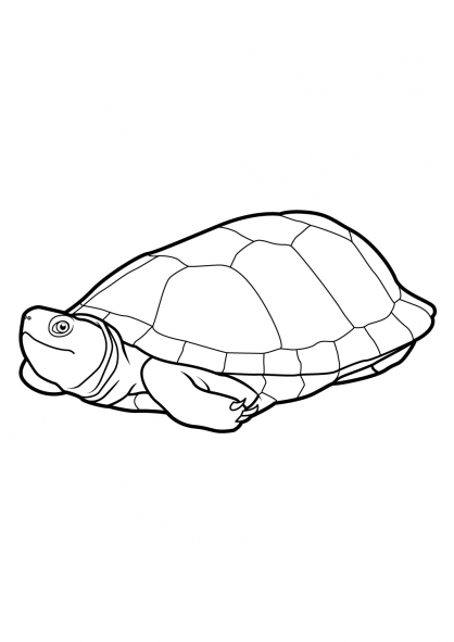 Раскраска: черепаха (Животные) #13405 - Бесплатные раскраски для печати