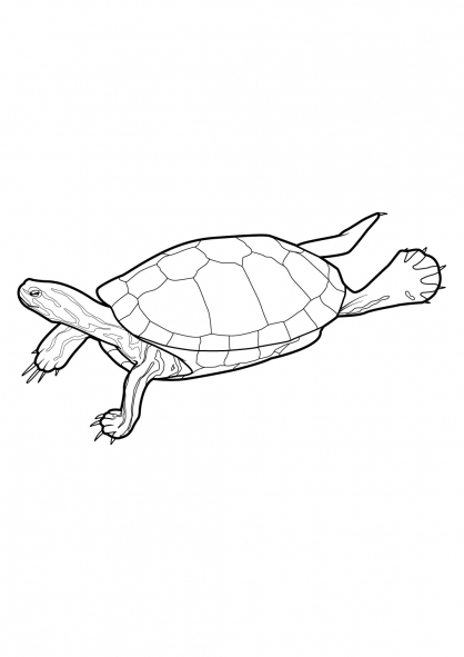 Раскраска: черепаха (Животные) #13417 - Бесплатные раскраски для печати
