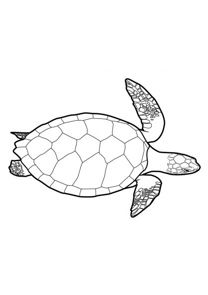 Раскраска: черепаха (Животные) #13421 - Бесплатные раскраски для печати