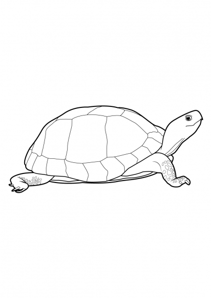 Раскраска: черепаха (Животные) #13435 - Бесплатные раскраски для печати