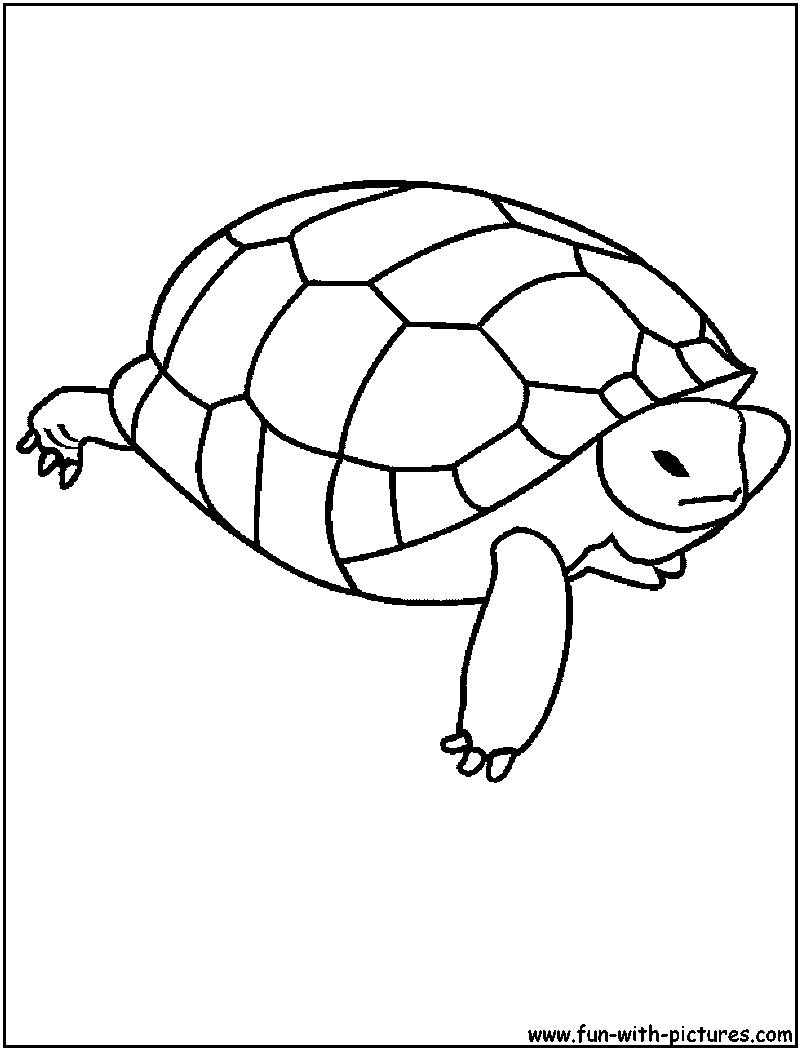 Раскраска: черепаха (Животные) #13436 - Бесплатные раскраски для печати