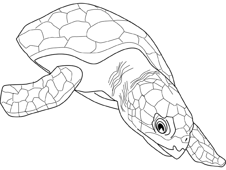 Раскраска: черепаха (Животные) #13473 - Бесплатные раскраски для печати