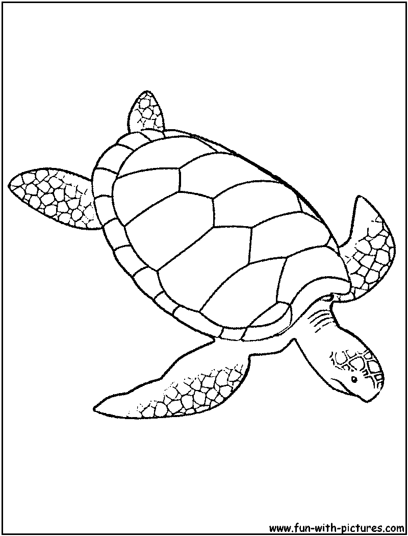 Раскраска: черепаха (Животные) #13485 - Бесплатные раскраски для печати