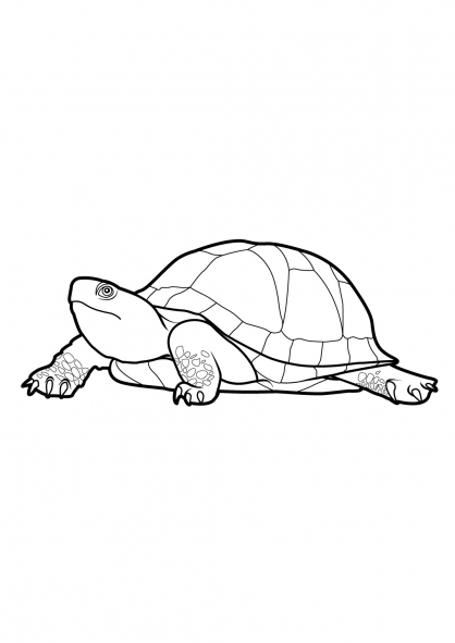 Раскраска: черепаха (Животные) #13545 - Бесплатные раскраски для печати