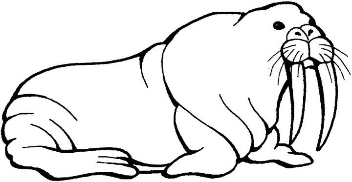 Раскраска: морж (Животные) #16495 - Бесплатные раскраски для печати