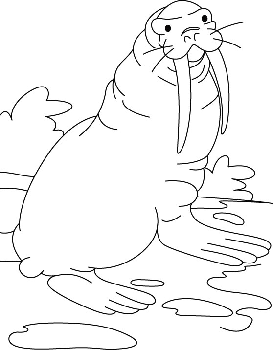 Раскраска: морж (Животные) #16528 - Бесплатные раскраски для печати