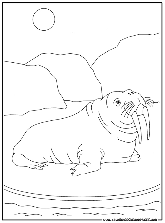 Раскраска: морж (Животные) #16568 - Бесплатные раскраски для печати