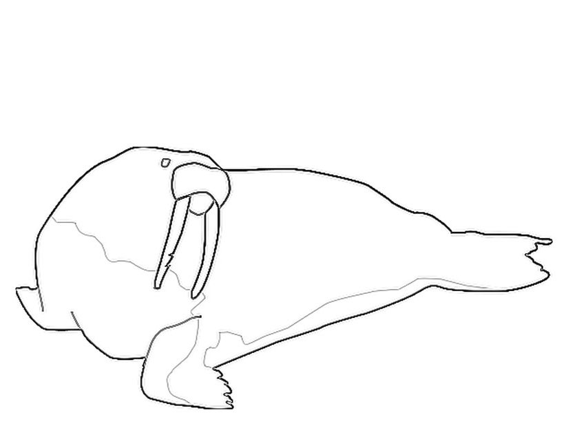Раскраска: морж (Животные) #16570 - Бесплатные раскраски для печати