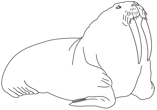 Раскраска: морж (Животные) #16575 - Бесплатные раскраски для печати