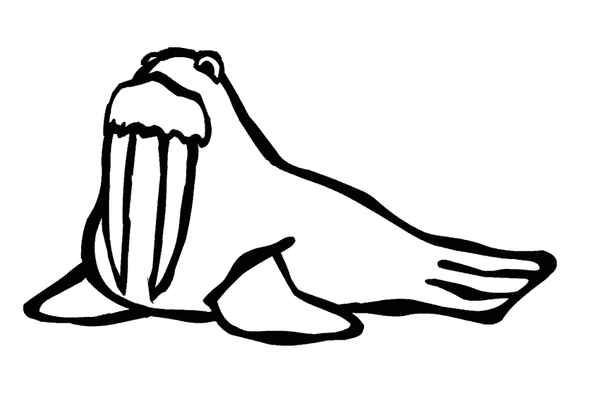 Раскраска: морж (Животные) #16587 - Бесплатные раскраски для печати