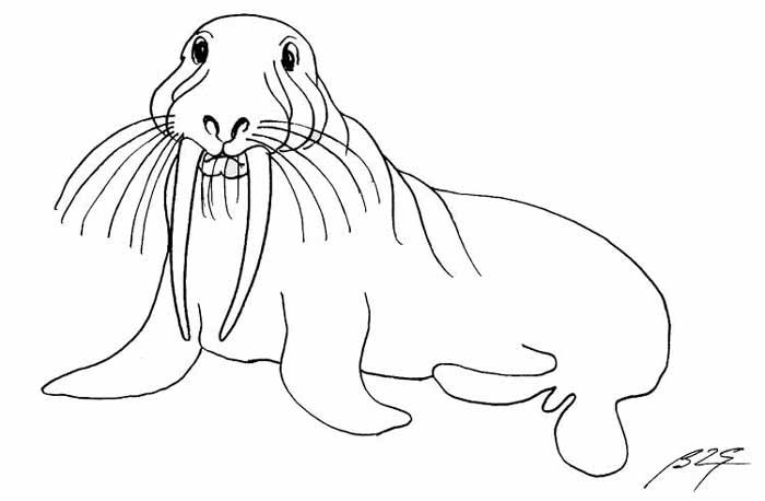 Раскраска: морж (Животные) #16588 - Бесплатные раскраски для печати
