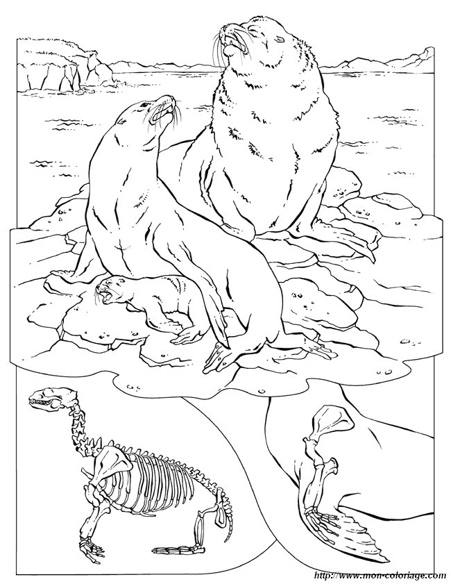 Раскраска: морж (Животные) #16606 - Бесплатные раскраски для печати