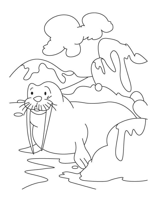 Раскраска: морж (Животные) #16638 - Бесплатные раскраски для печати