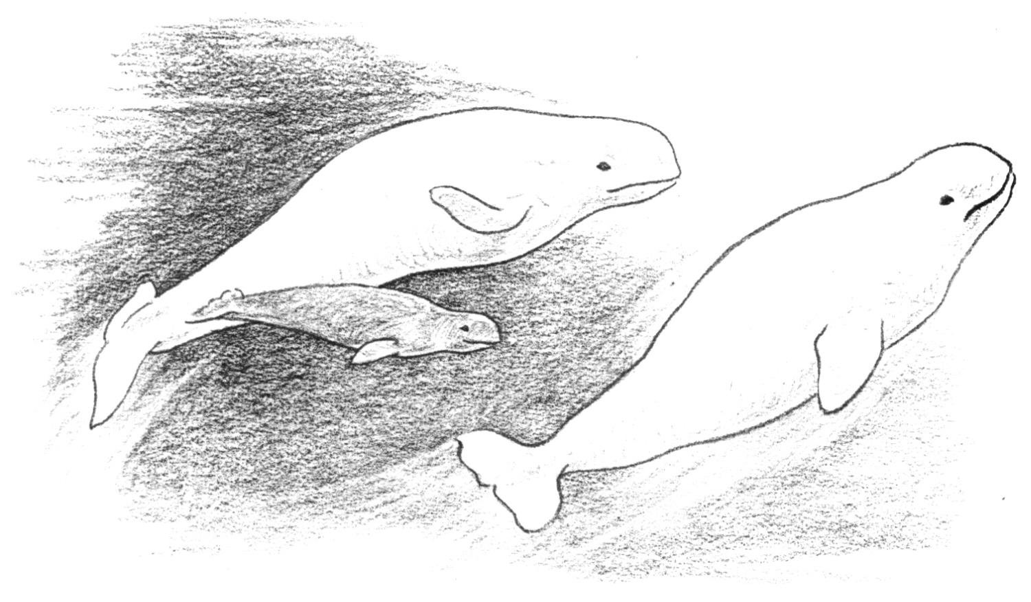 Раскраска: кит (Животные) #948 - Бесплатные раскраски для печати