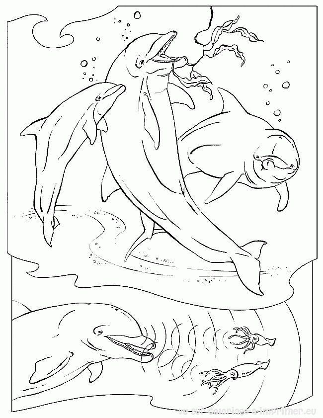 Раскраска: кит (Животные) #961 - Бесплатные раскраски для печати