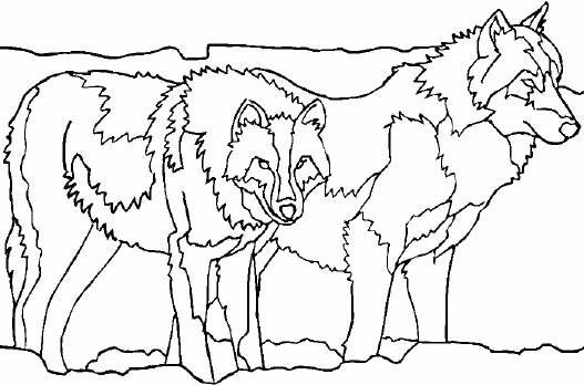 Раскраска: волк (Животные) #10535 - Бесплатные раскраски для печати